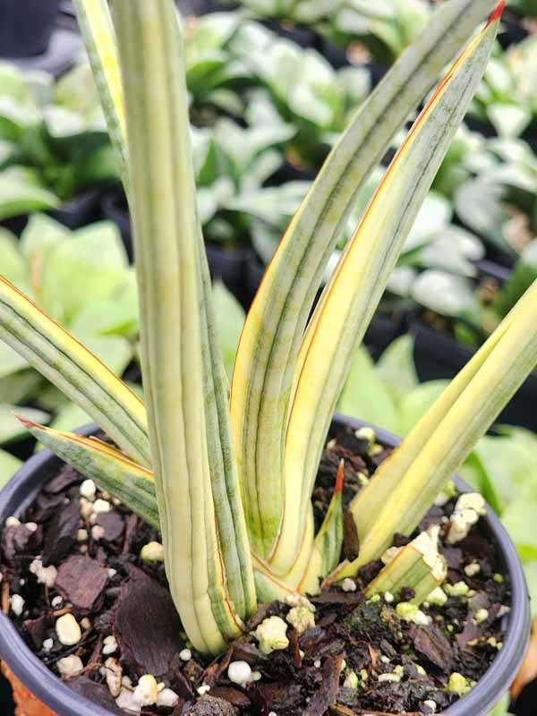 Lg. White Pinstripe Royal Crown Snake Plant (sansevieria hybrid)
