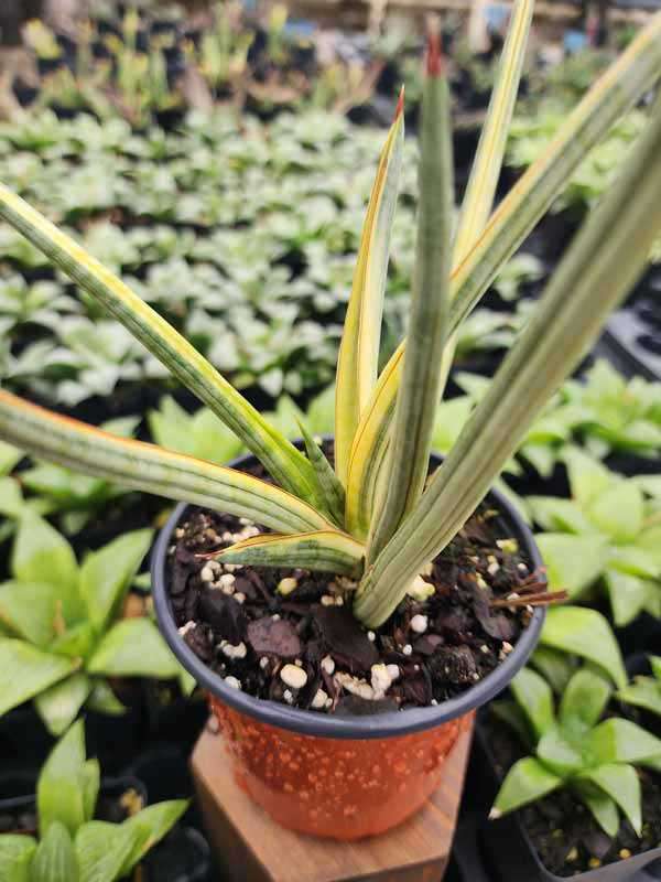 Lg. White Pinstripe Royal Crown Snake Plant (sansevieria hybrid) - Image 2