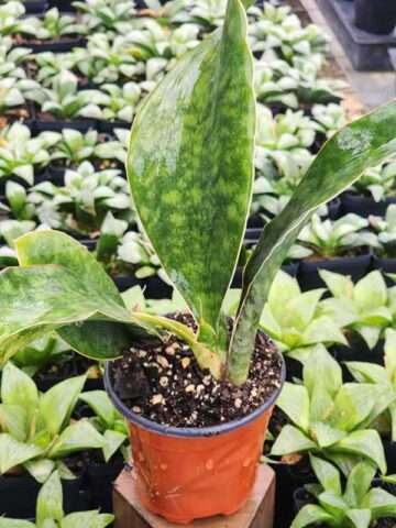 Lg. Huge Masoniana Splendens Wide Leaf Snake Plant (sansevieria)