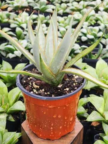 Lg. Stormy Silver Snake Plant (sansevieria hybrid)