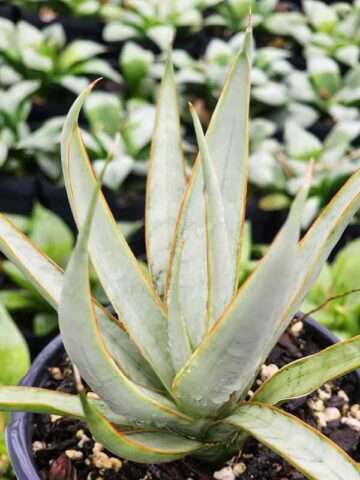 Alternative view of Lg. Stormy Silver Snake Plant (sansevieria hybrid)