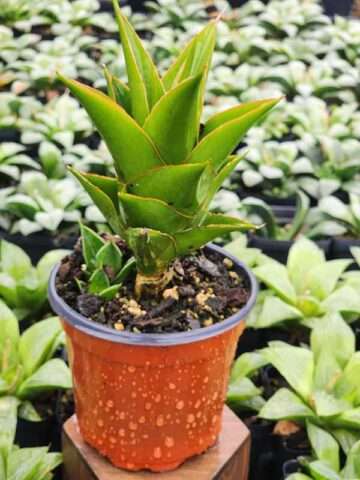 Lg. Jade Tower Snake Plant (sansevieria hybrid)