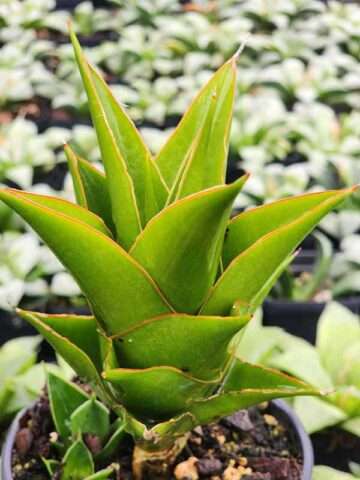 Alternative view of Lg. Jade Tower Snake Plant (sansevieria hybrid)
