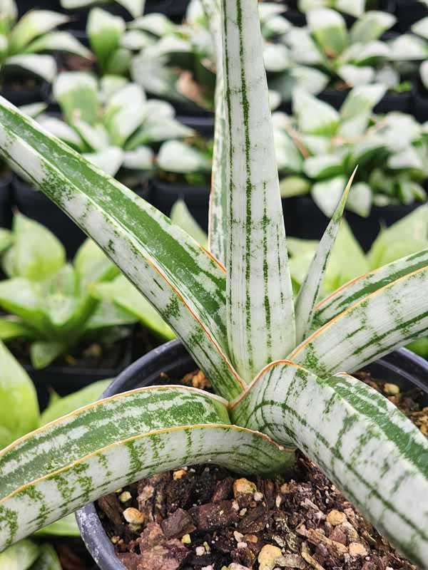 Lg. King Trident Snake Plant (sansevieria hybrid) - Image 2