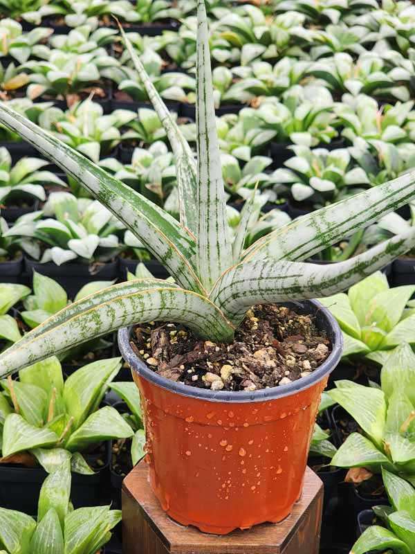 Lg. King Trident Snake Plant (sansevieria hybrid)