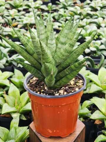 Alternative view of Lg. Xana Chaicana Snake Plant (sansevieria hybrid)