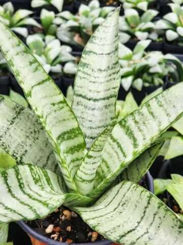Alternative view of Lg. Dark Zebra Snake Plant (sansevieria hybrid)