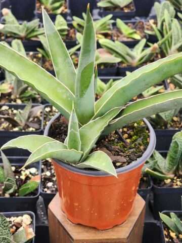 Lg. Rare Single Plane Growth New Zealand Fan Snake Plant (sansevieria)