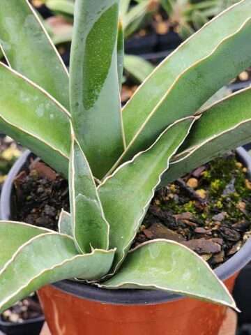 Alternative view of Lg. Rare Single Plane Growth New Zealand Fan Snake Plant (sansevieria)