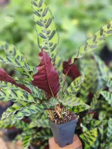 Alternative view of Calathea Lancifolia Plant