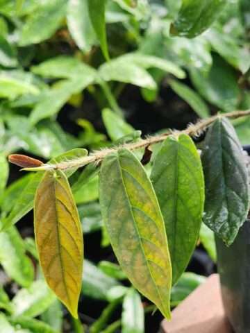 Alternative view of Ficus Sagittata Bronze Plant (rare ficus vine)