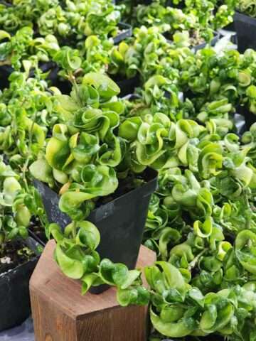 Hoya Carnosa Compacta Hindu Rope Plant