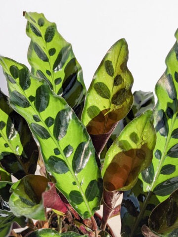 Calathea Lancifolia Plant