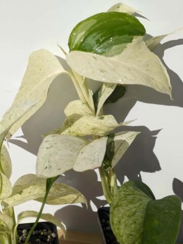 Alternative view of Monstera Adansonii Laniata Mint Variegated Plant