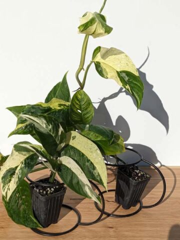 Monstera Adansonii Laniata Variegated Plant
