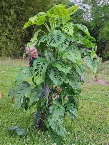 Alternative view of Monstera cf Lechleriana Giant Plant