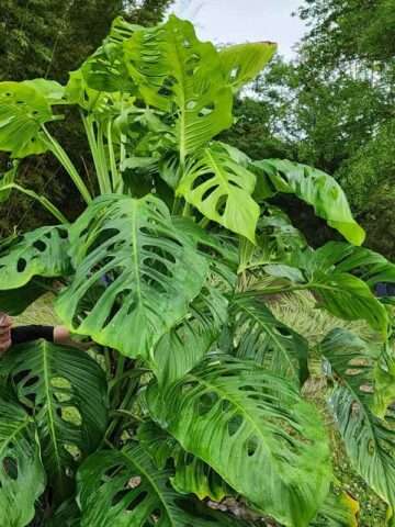 Monstera cf Lechleriana Giant Plant