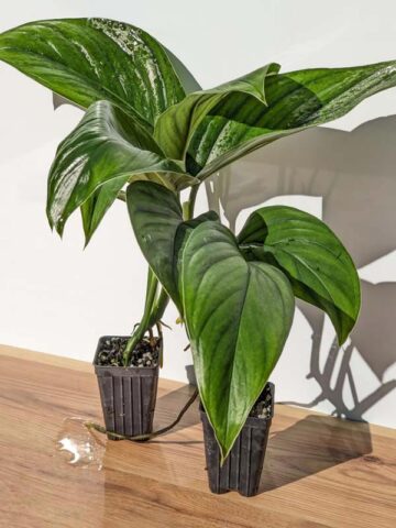 Alternative view of Monstera cf Lechleriana Split Ecuador Plant