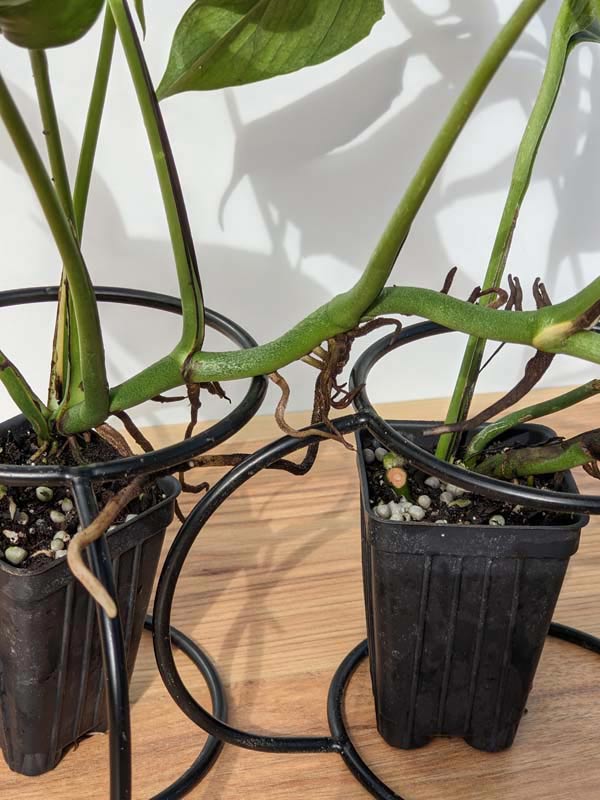 Monstera Obliqua cf Pangui Plant