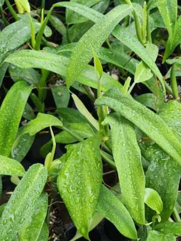 Philodendron Panduriforme Plant