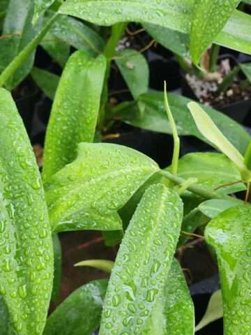 Alternative view of Philodendron Panduriforme Plant