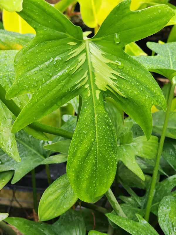 Philodendron Pedatum Plant - Image 3