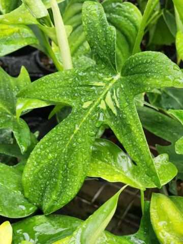 Alternative view of Philodendron Pedatum Plant