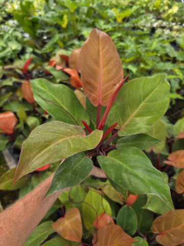 Philodendron Sun Red Plant