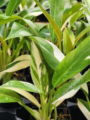 Philodendron Wend Imbe Variegated Plant