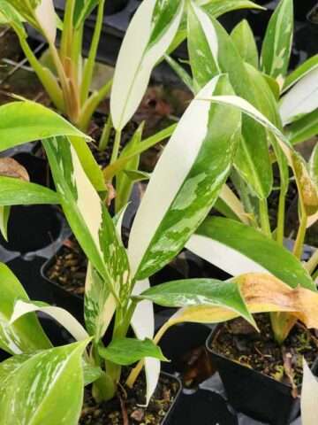 Alternative view of Philodendron Wend Imbe Variegated Plant