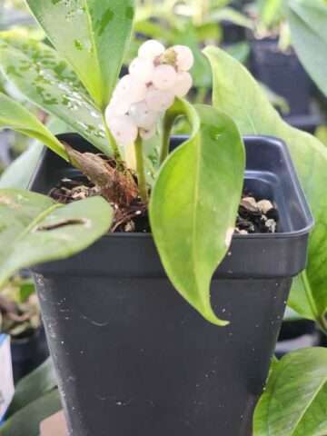 Alternative view of Anthurium Scandens String of Pearls Plant