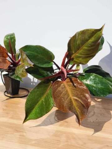 Philodendron Sun Red Plant