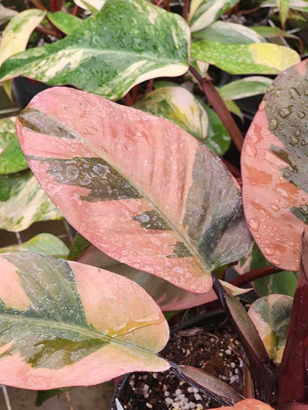 Lg. Philodendron Black Cardinal Variegated