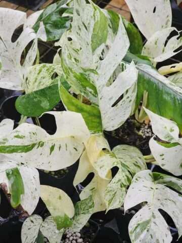 Checkout Special, Epipremnum Pinnatum Marble Var, limit 1