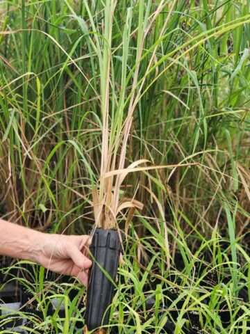 Alternative view of Lg. Citratus Lemongrass Best For Tea & Aroma (cymbopogon citratus)