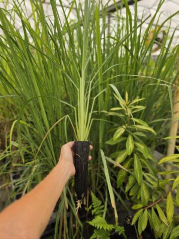 Alternative view of Lg. Citratus Lemongrass Best For Tea & Aroma (cymbopogon citratus)