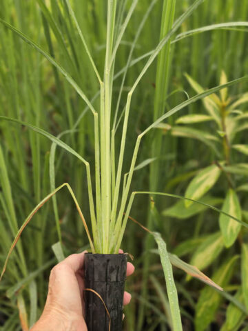 Lg. Citratus Lemongrass Best For Tea & Aroma (cymbopogon citratus)