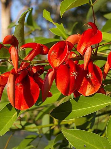 Alternative view of Lg. Cockspur Coral Tree (erythrina crista-galli)