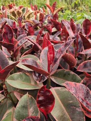 Lg. Red Passion Ficus Elastica Ruby (ficus sp.)