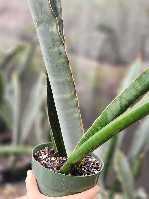 XL Gorgeous Kiboko African Super Clone, Largest Known Snake Plant (sansevieria) - Image 2