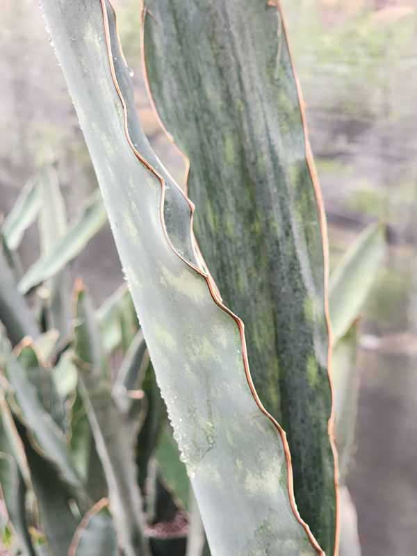 XL Gorgeous Kiboko African Super Clone, Largest Known Snake Plant (sansevieria) - Image 17