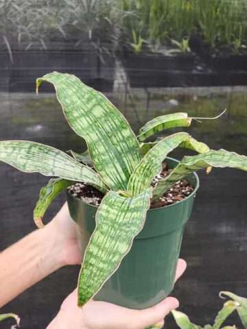XL New Introduction Cleopatra Snake Plant (sansevieria pulchra hybrid)