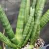 Lg. Showy Giant Starfish Snake Plant ‘Deep Sea’ (sansevieria hybrid)