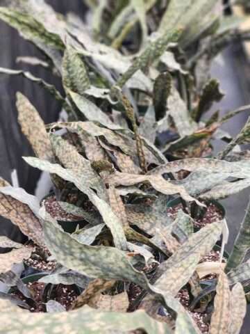 Alternative view of XL Kirkii Pulchra Coppertone Snake Plant (sansevieria pulchra hybrid)