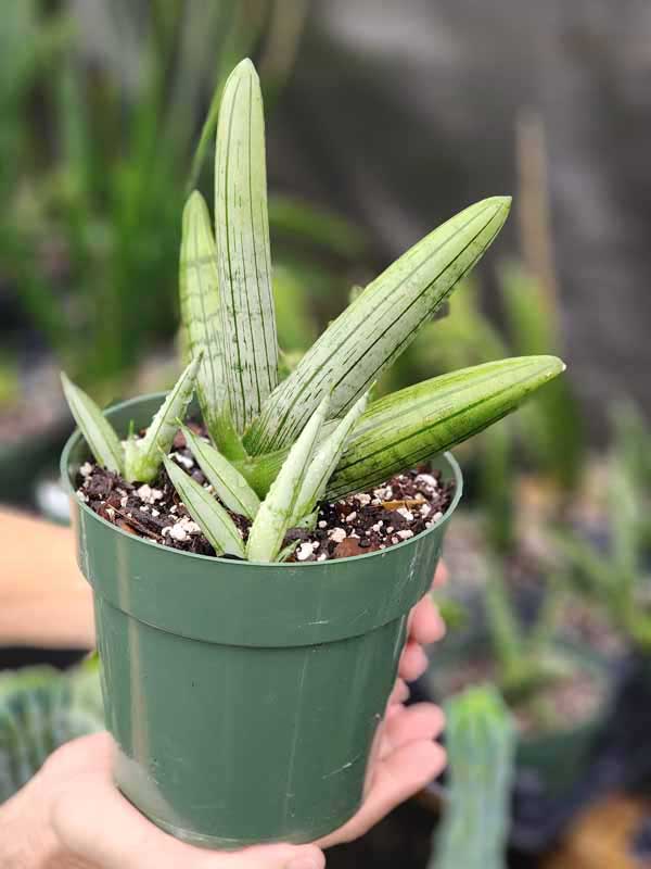 XL Silver Giant Snake Plant (sansevieria hybrid) - Image 3