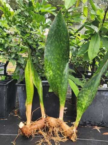 Alternative view of XL Huge Masoniana Splendens Wide Leaf Snake Plant (sansevieria)