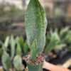 XL Huge Masoniana Splendens Wide Leaf Snake Plant (sansevieria)