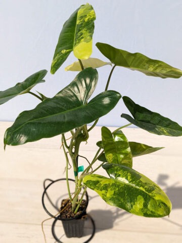 Alternative view of Philodendron Burle Marx Aurea Variegata Plant
