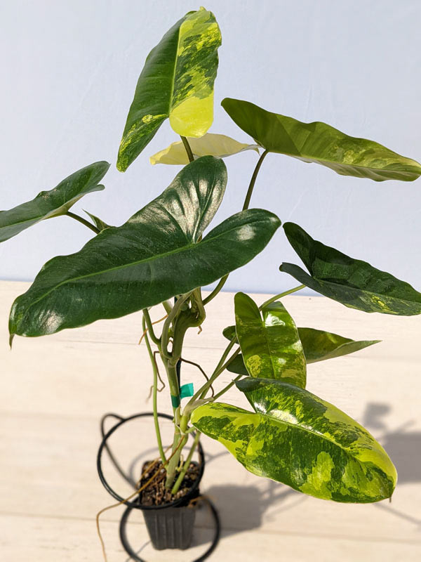 Philodendron Burle Marx Aurea Variegata Plant - Image 2
