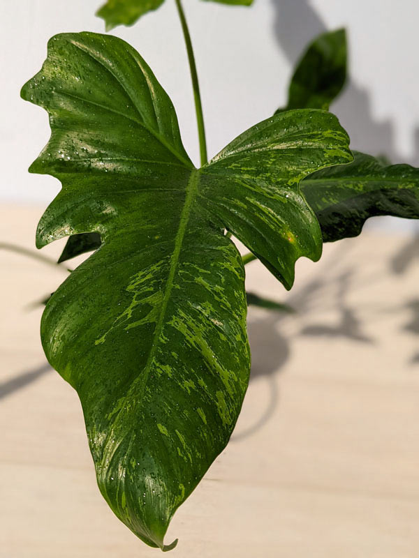 Lg. Philodendron Golden Dragon Plant - Image 3